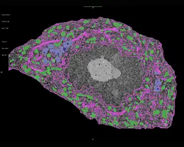 ai segmentation of motor neuron structures from 2d image