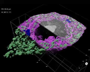 3d reconstruction of ai segmented motor neuron