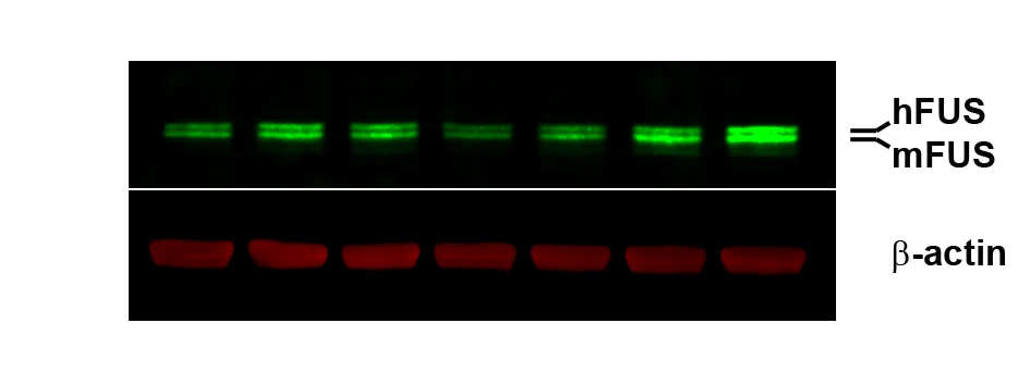 image of production of both human and mouse protein in humanized model