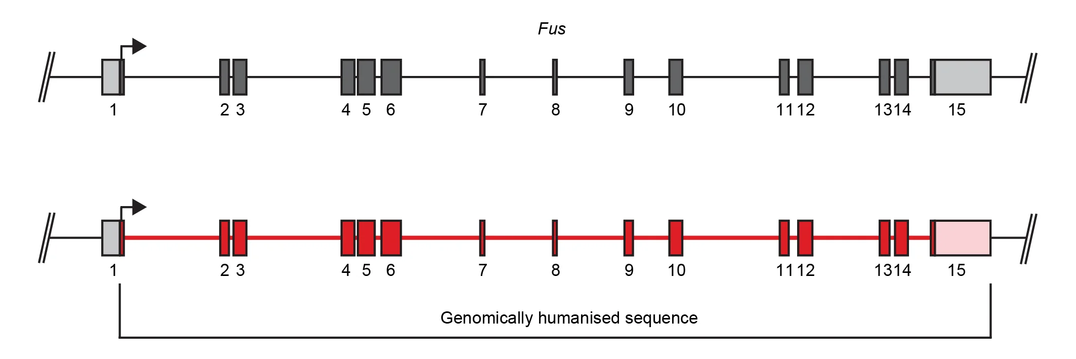 diagram of humanized gene strategy