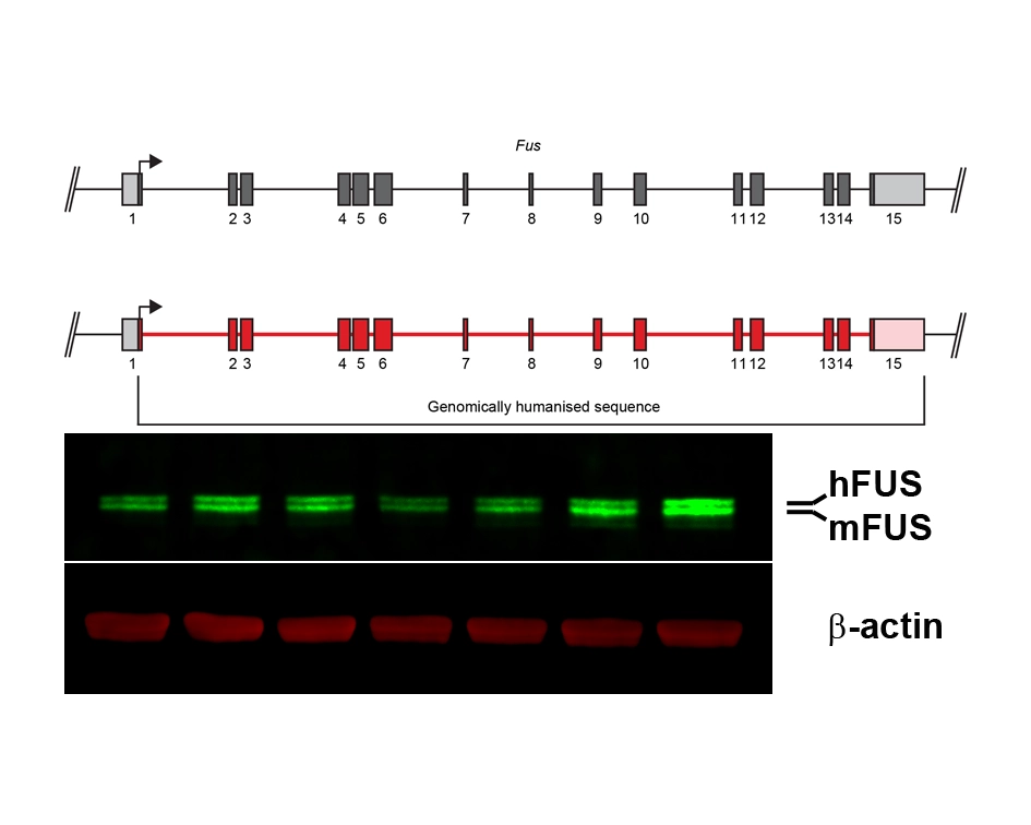 diagram of humanized gene strategy and production of human protein in humanized model